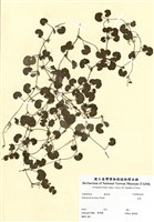 藏品(水芹菜)的圖片